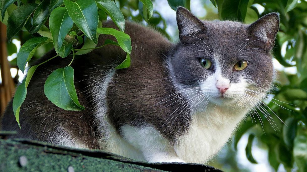 Outdoor Lifestyle for Apartment Cats in Germany