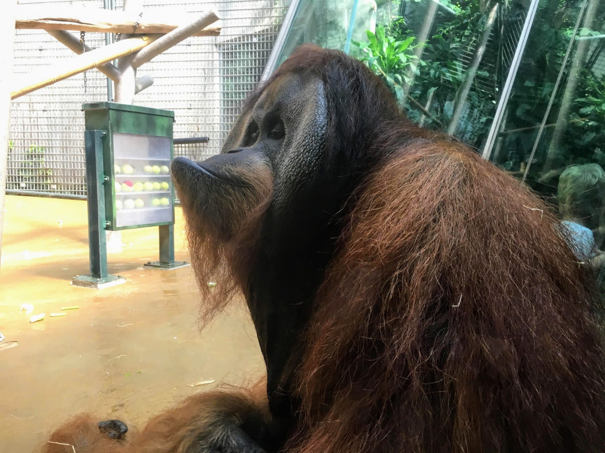 orangutan Hanover Zoo